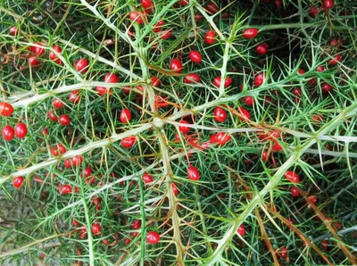 Illustration thorn - Image 1