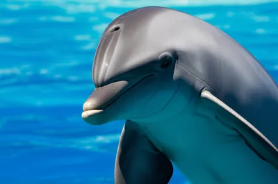 Illustration rostrum - Image 1