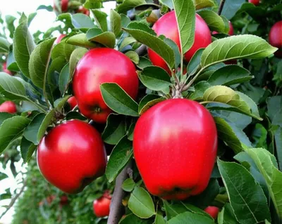 Illustration interpolation - Image 1