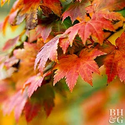 Illustration maple - Image 2