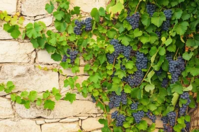 Illustration vines - Image 1