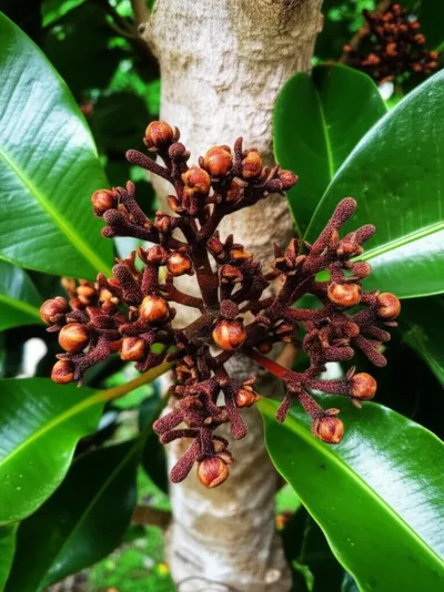 Illustration clove - Image 1