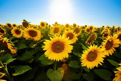 Illustration heliotrope - Image 1