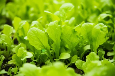 Illustration roquette - Image 1