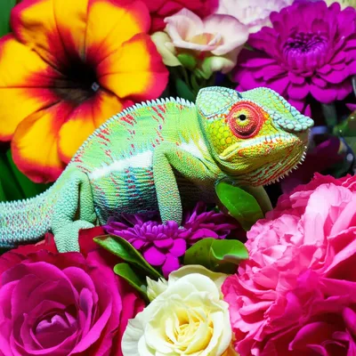 Illustration colouration - Image 1