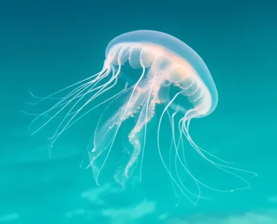 Illustration stinger - Image 1