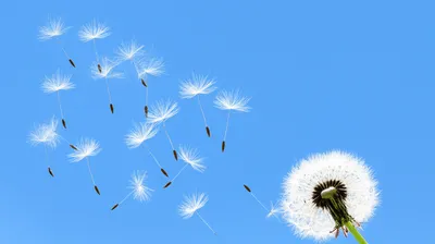 Illustration scatters