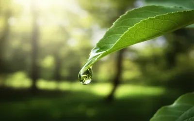 Illustration distills - Image 1