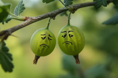 Illustration gooseberries - Image 1